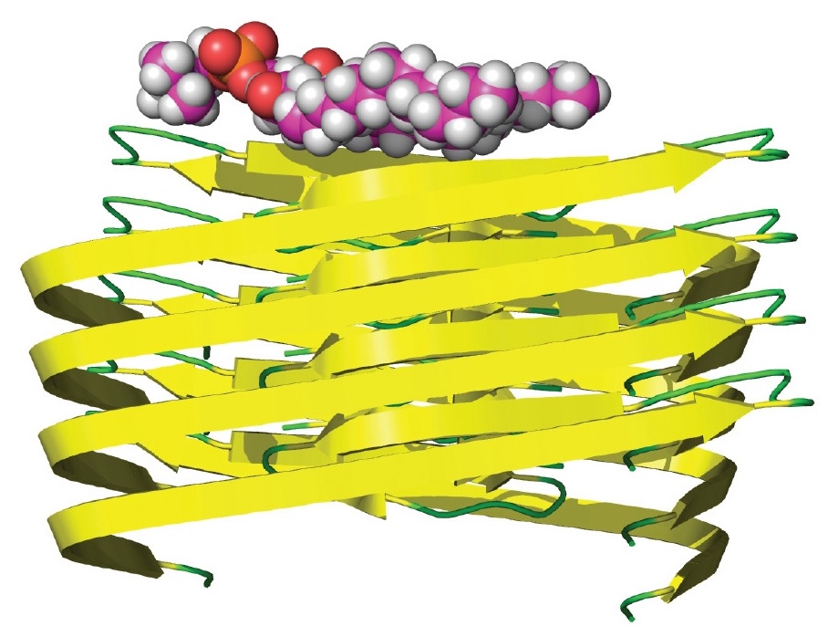 Lipid Lysis
