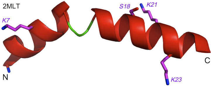 Melittin structure indicating acylation sites